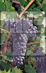 Foto di un grappolo d'uva di Sangiovese SG 12 T